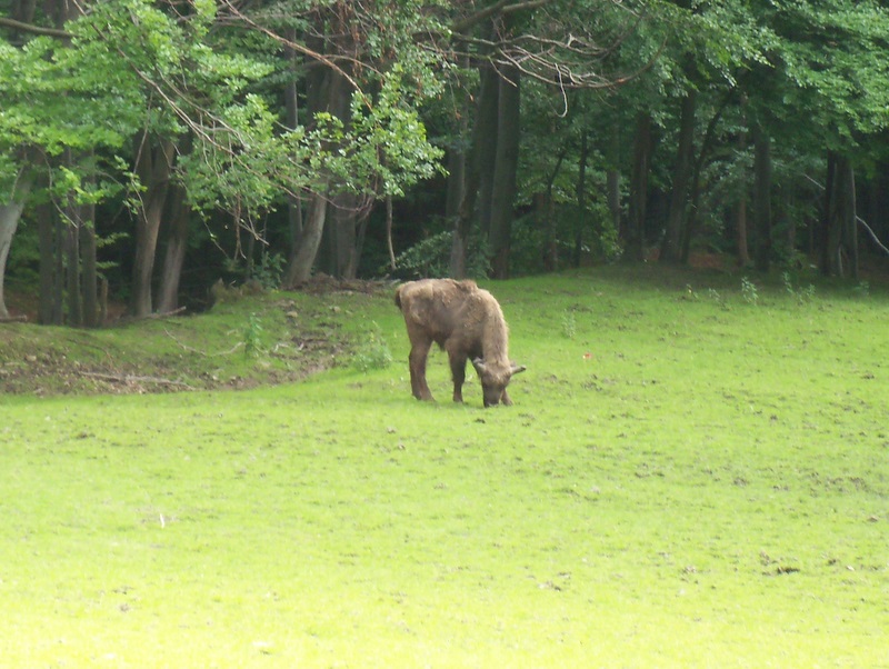 Żubr - na polanie - Szymon Mazur