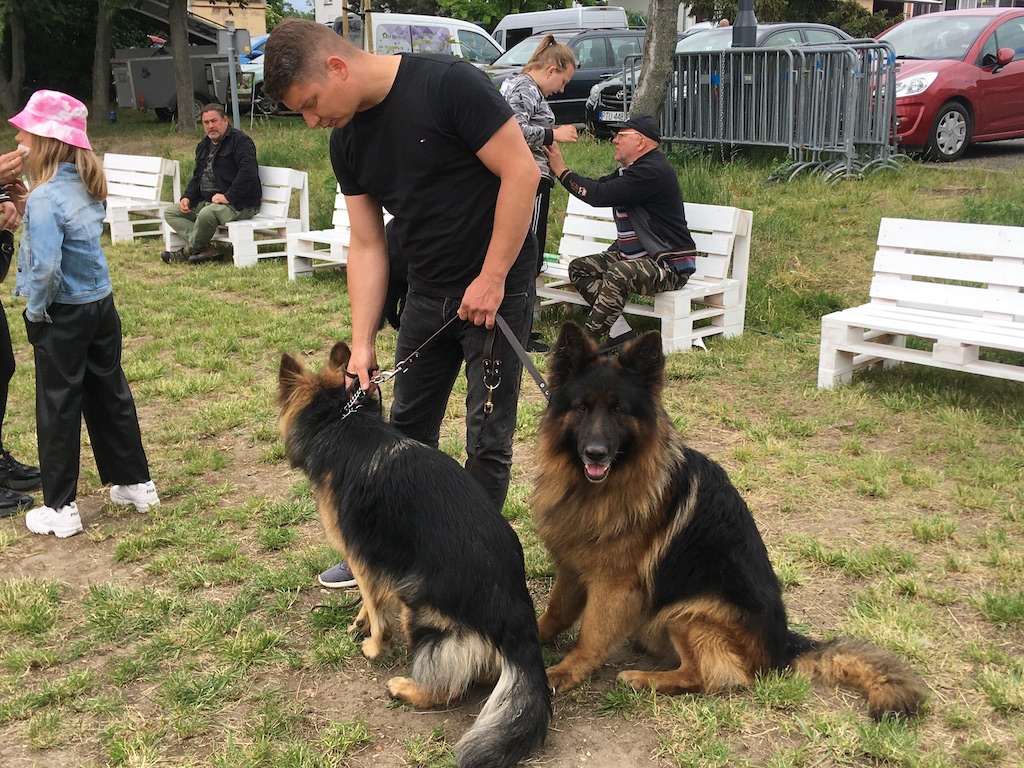 owczarki niemieckie wystawa września - Rafał Regulski - Radio Poznań
