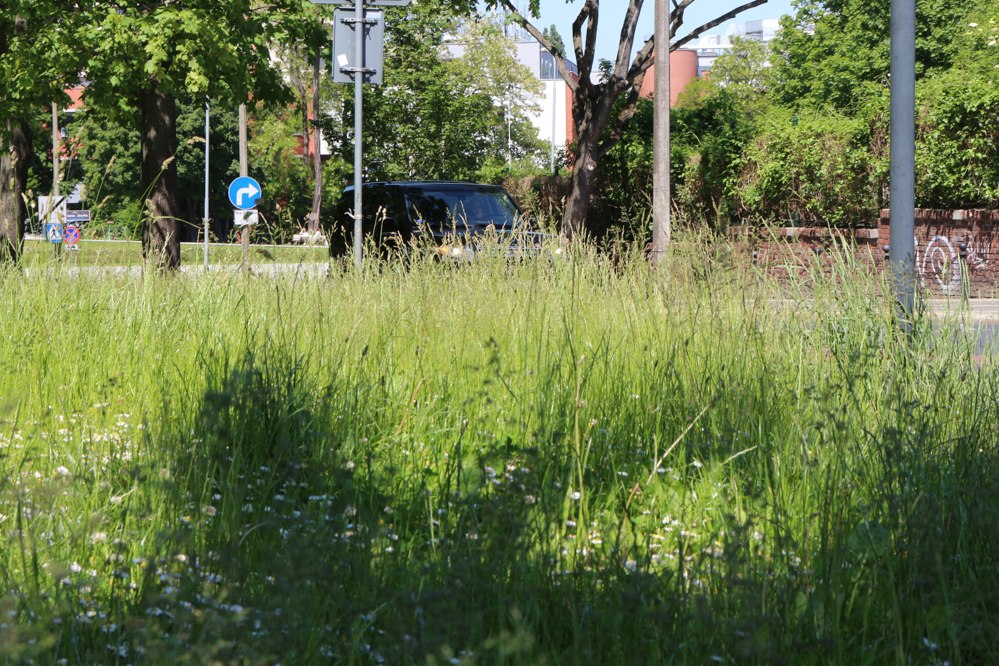 trawa koszenie trawy - Leon Bielewicz - Radio Poznań