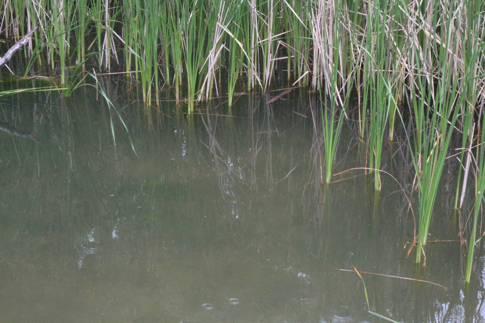 kiekrz jezioro kierskie bartłomiej wróblewski - Leon Bielewicz - Radio Poznań