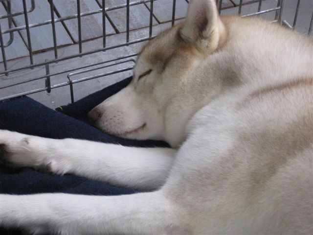 Wojciech Chmielewski