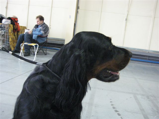 wystawa psów rasowych - Wojciech Chmielewski