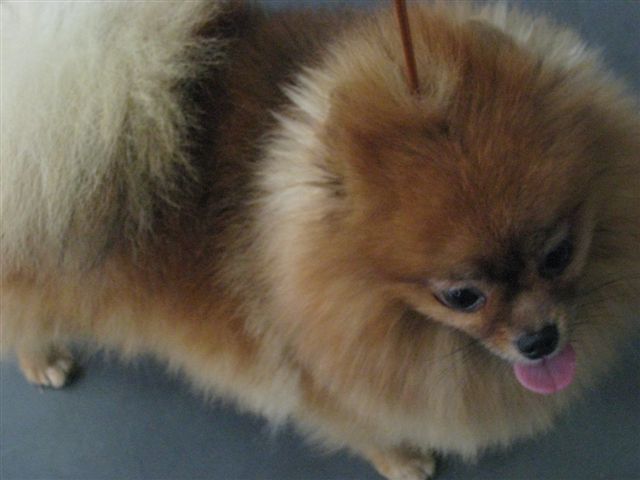 Wojciech Chmielewski