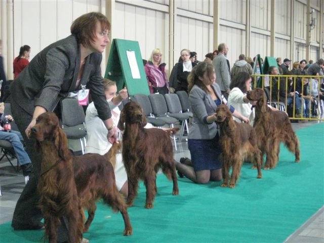 wystawa psów - Wojciech Chmielewski