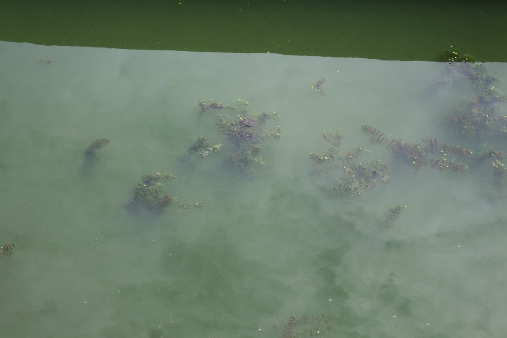 sinice nad maltą - Leon Bielewicz  - Radio Poznań