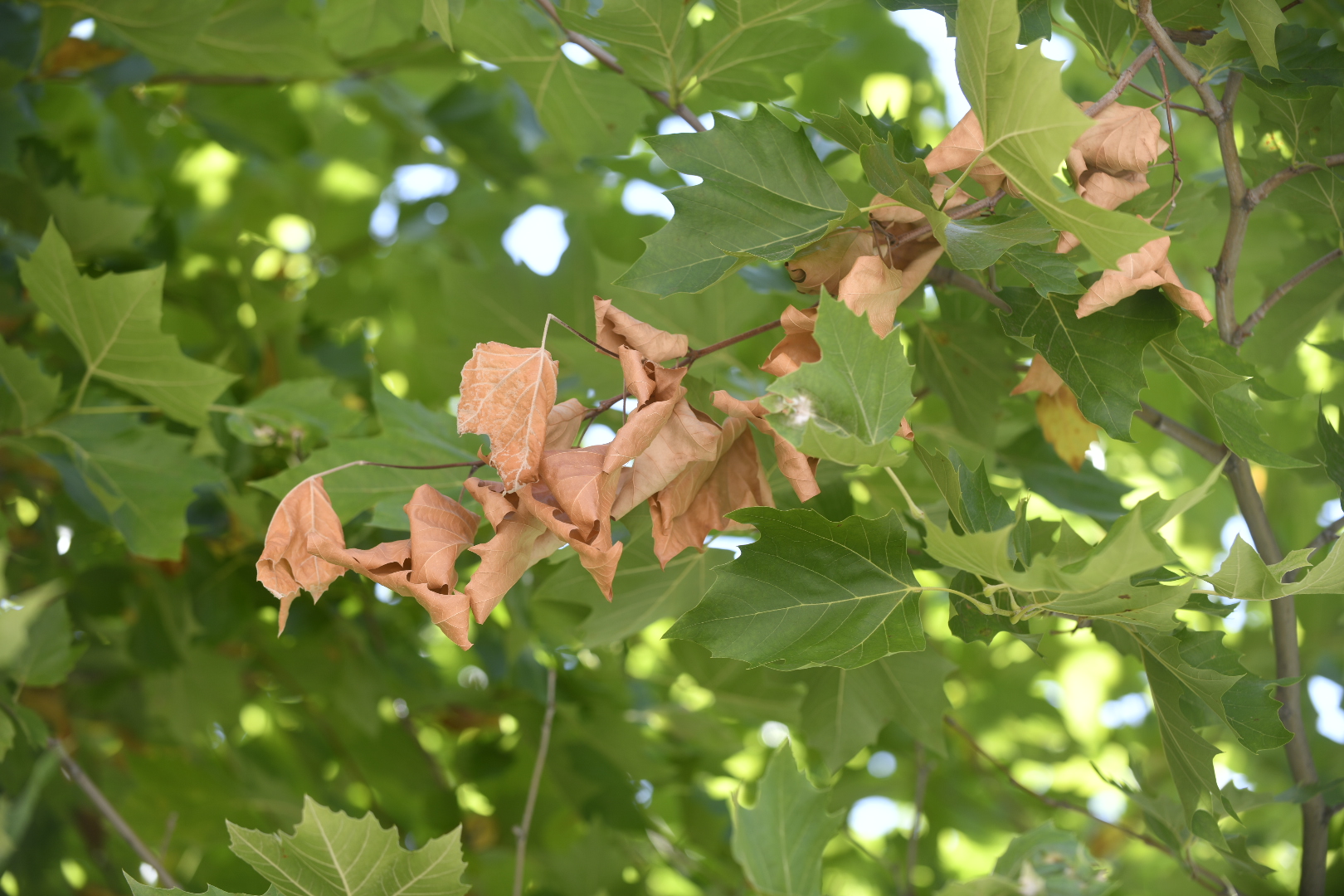 atraknoza plac kolegiacki platany drzewa plac kolegiacki infekcja  - Wojtek Wardejn - Radio Poznań