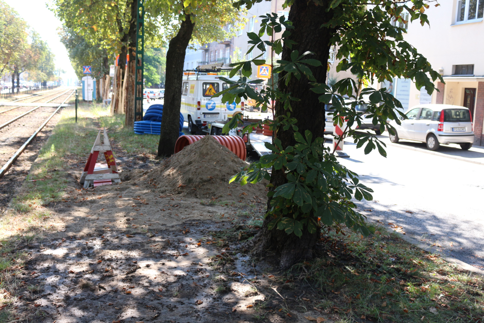 kasztanowce hetmańska uszkodzone - Leon Bielewicz  - Radio Poznań