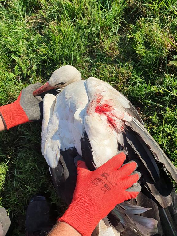 Aleksander Warczygłowa