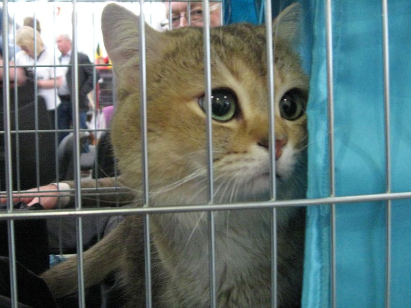 Światowa Wystawa Kotów 2011 - Szymon Mazur