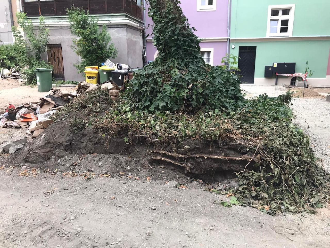 Stowarzyszenie Plac Wolności drzewo rynek kurzanog - Stowarzyszenie Plac Wolności