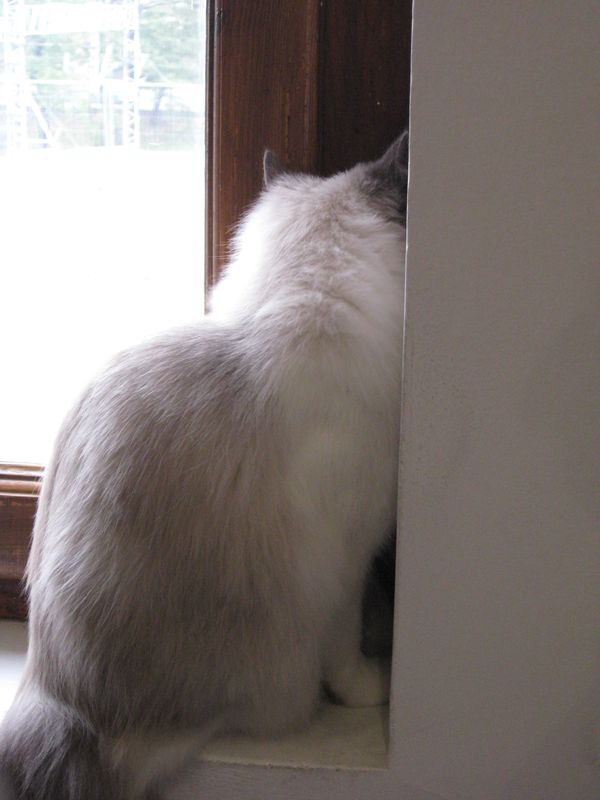 Światowa Wystawa Kotów 2011 - Szymon Mazur