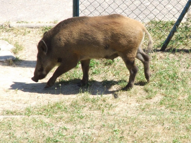 Dzik na Winogradach - ZMikołajczyk