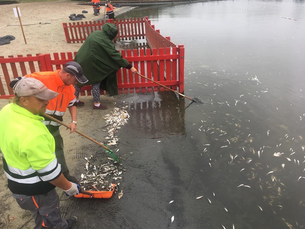 środa wielkopolska jezioro średzkie śnięte ryby w jeziorze - Rafał Regulski
