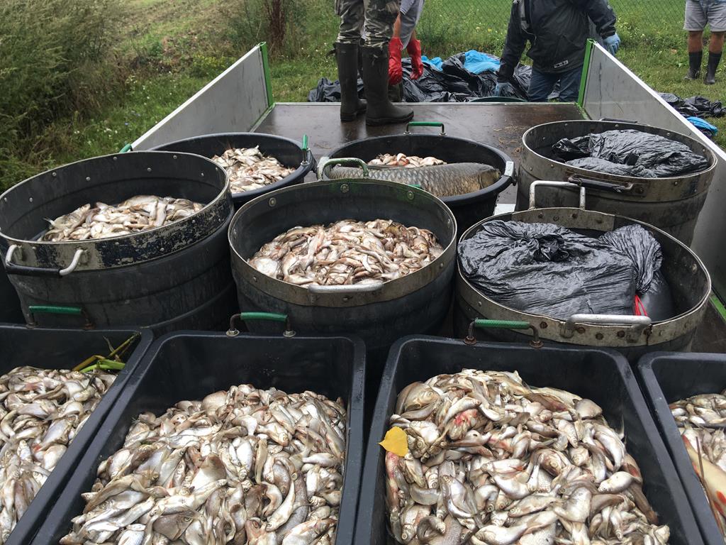 jezioro środa wielkopolska śnięte ryby - Rafał Regulski