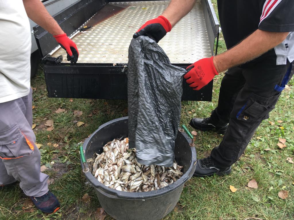 jezioro środa wielkopolska śnięte ryby - Rafał Regulski