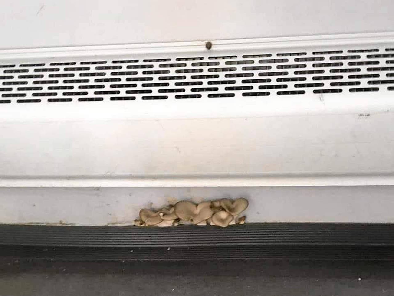 Konfederacja Poznań