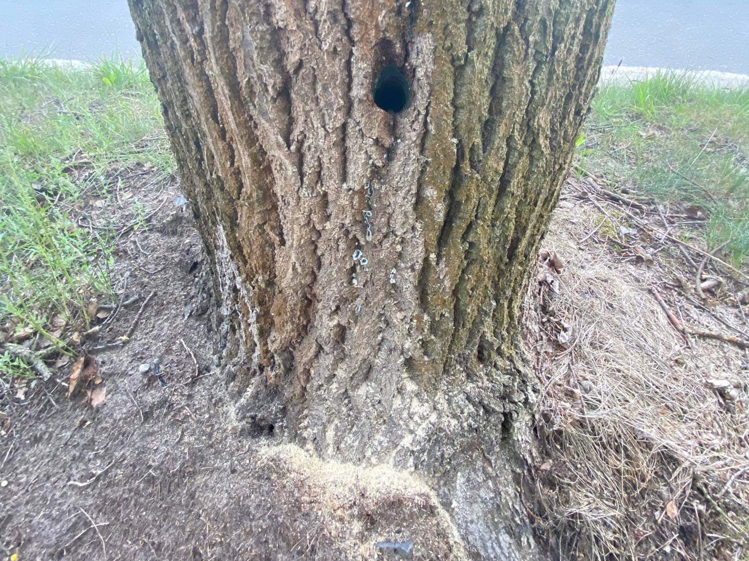 zatruł drzewa nowy tomyśl boruia kościelna - Powiat Nowotomyski