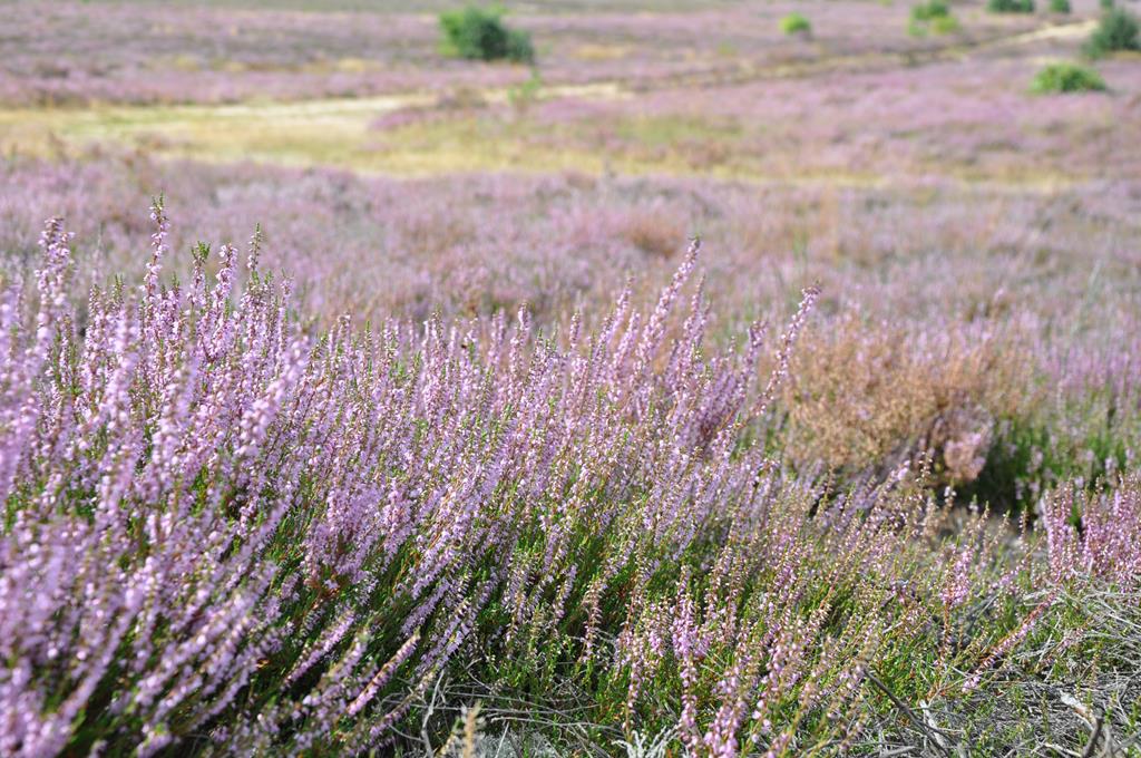 Wrzosowiska okonek - Przemysław Szczawiński, rzecznik prasowy Nadleśnictwa Okonek