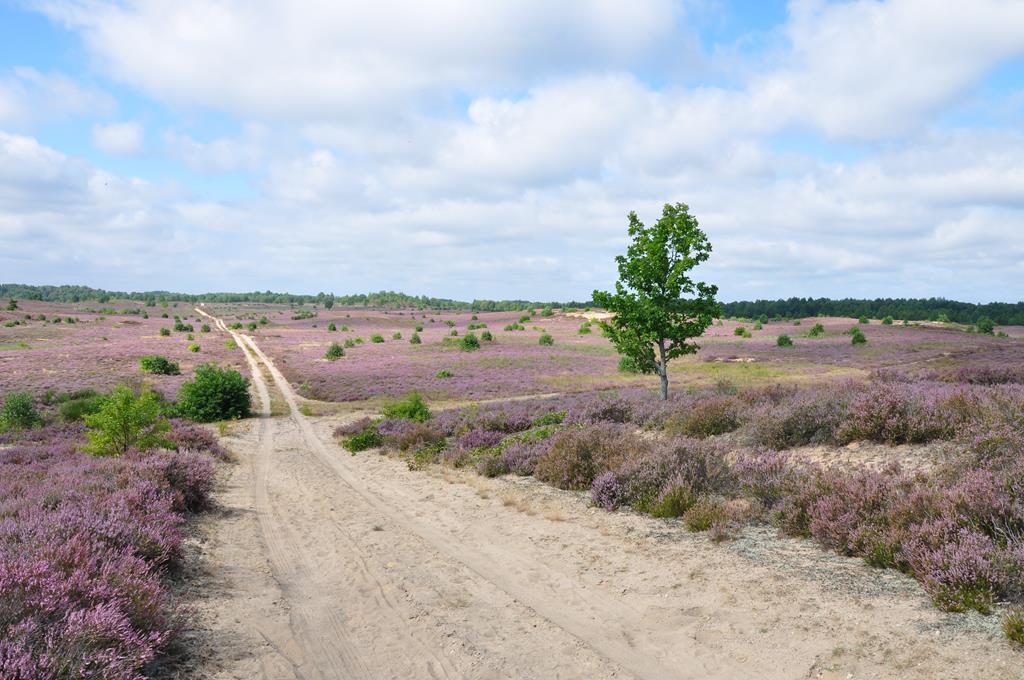 Przemysław Szczawiński, rzecznik prasowy Nadleśnictwa Okonek