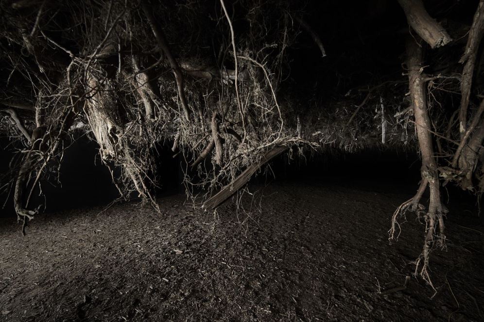 Widok wystawy Joanny Rajkowskiej "Rhizopolis", 01.02 – 08.08.2021, fot. Jędrzej Sokołowski, archiwum Zachęty – Narodowej Galerii Sztuki