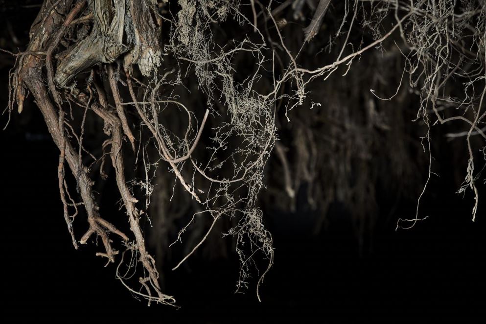 Widok wystawy Joanny Rajkowskiej "Rhizopolis", 01.02 – 08.08.2021, fot. Jędrzej Sokołowski, archiwum Zachęty – Narodowej Galerii Sztuki