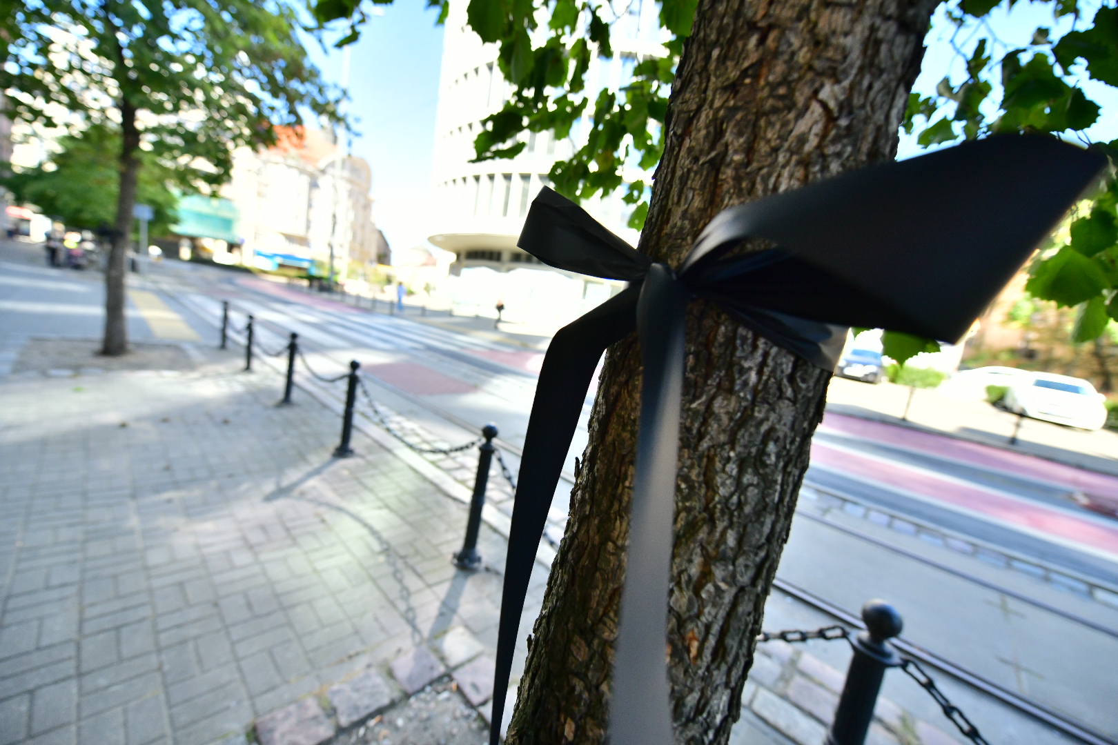 27 grudnia drzewa leszczyny tureckie - Wojtek Wardejn - Radio Poznań