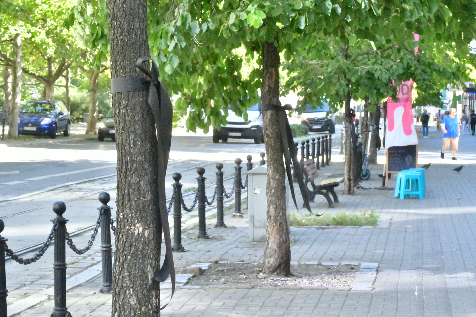 27 grudnia drzewa leszczyny tureckie - Wojtek Wardejn - Radio Poznań