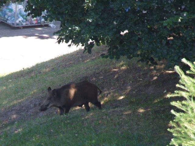 Dzik na Winogradach - ZMikołajczyk