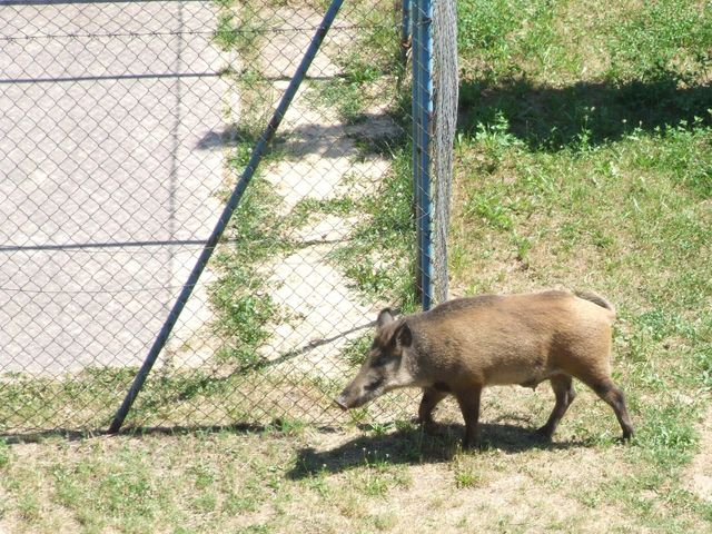 Dziki na Winogradach - ZMikołajczyk