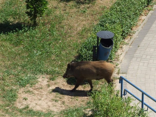 Dzik na Winogradach - Archiwum