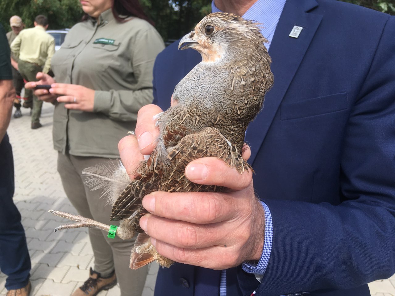 kuropatwy powiat gniezno - Rafał Muniak