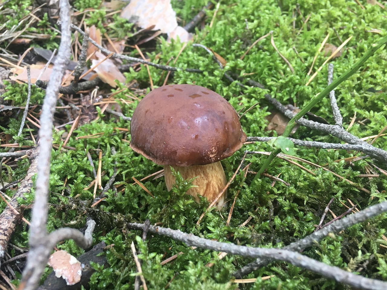 grzyb grzyby grzybobranie - Danuta Synkiewicz - Radio Poznań