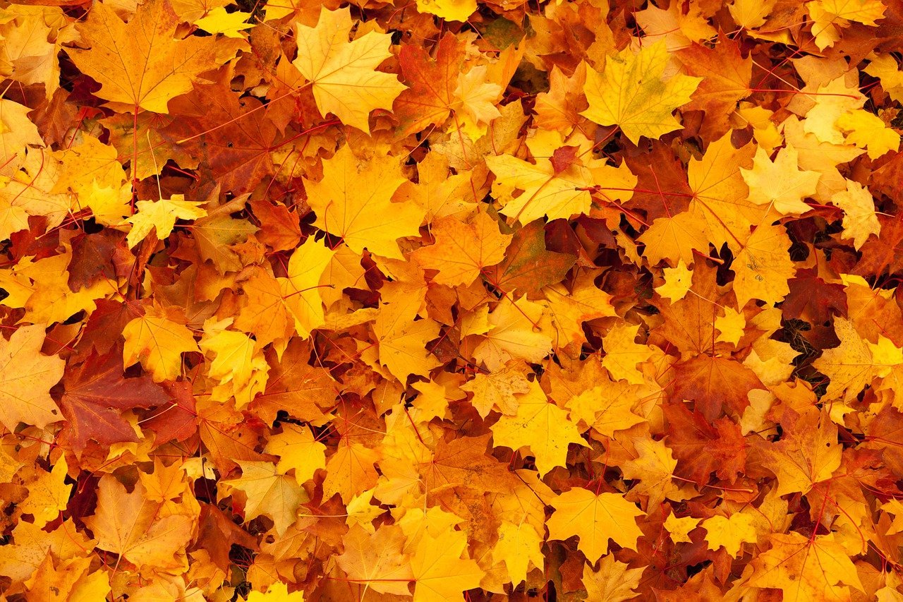 jesień liście - Pixabay