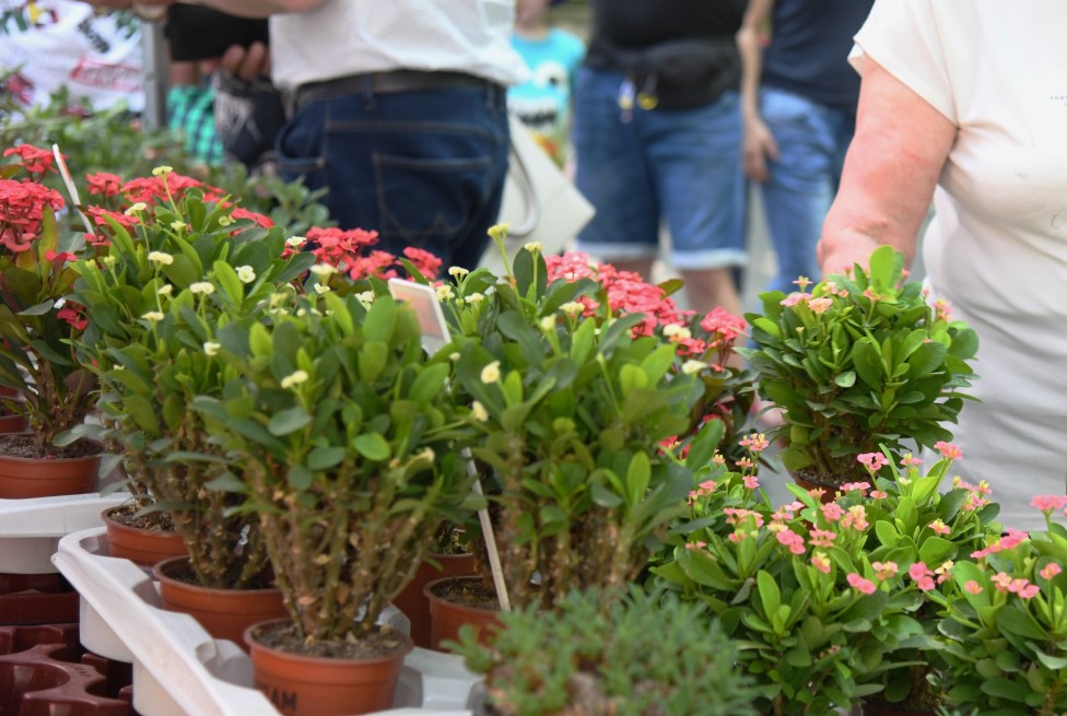 Jesienne Targi Rolno-Ogrodnicze Agromarsz 2022 - Organizator