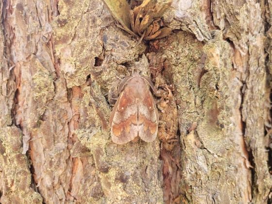 Barczatka sosnówka - Nadleśnictwo Kalisz