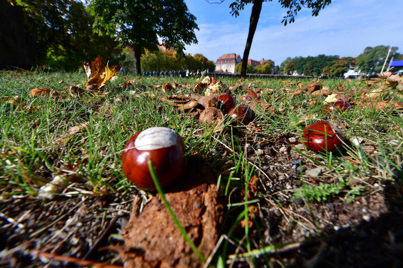 kasztany jesień  - Wojtek Wardejn - Radio Poznań