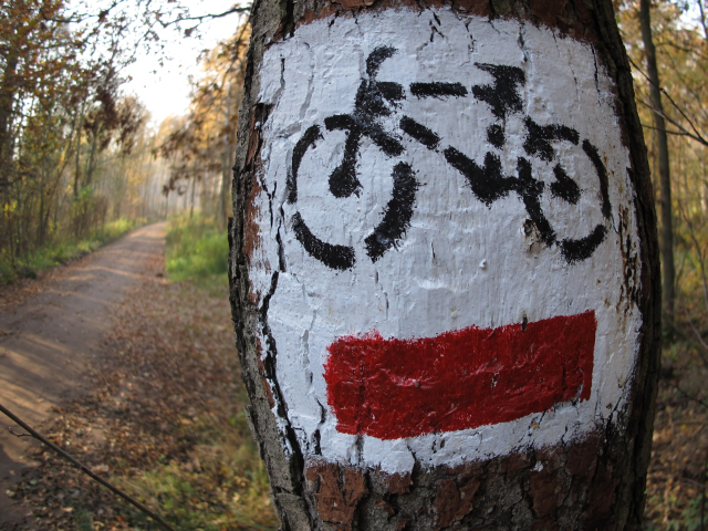 szlak rowerowy las - TomFoto