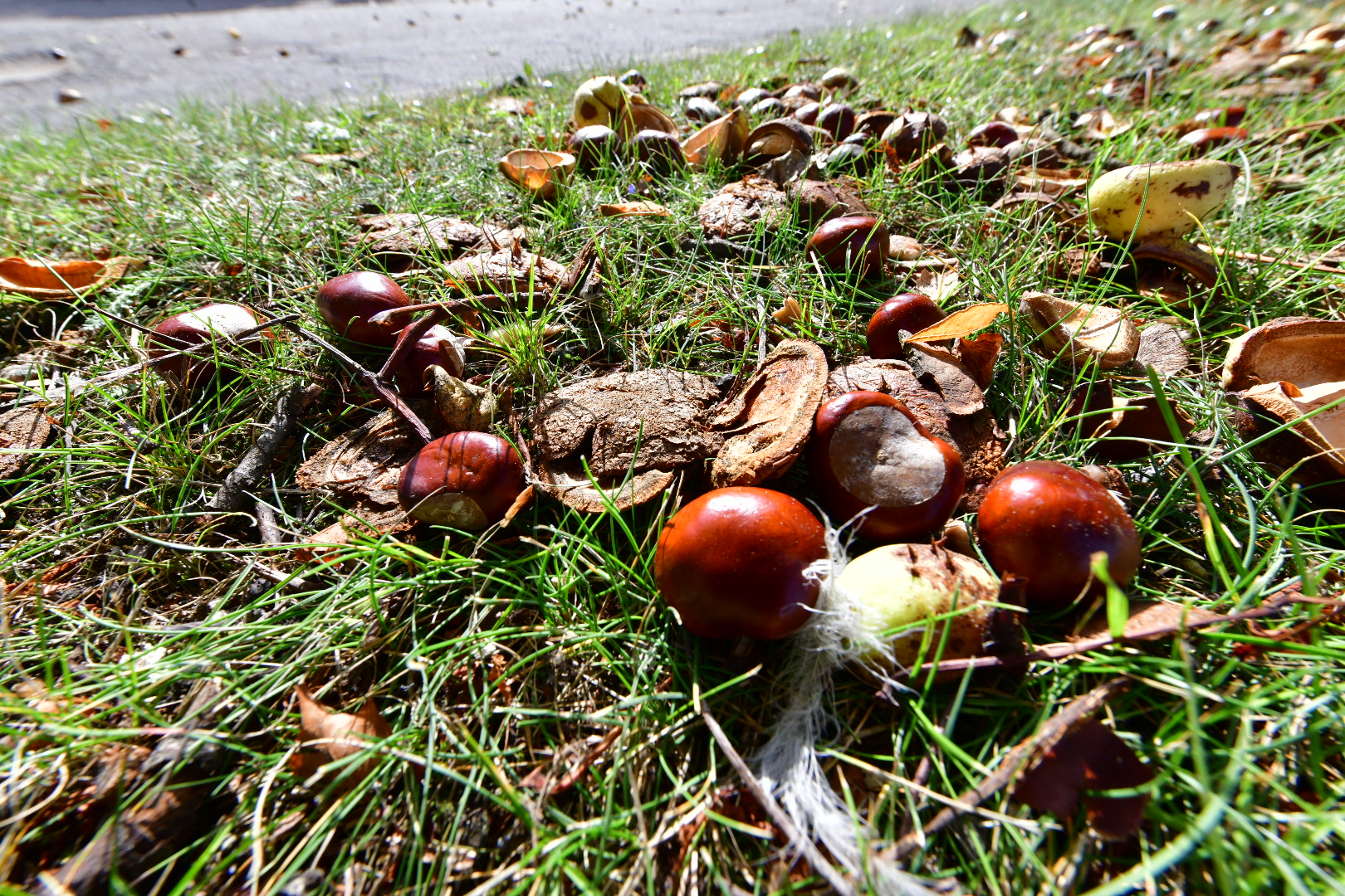 kasztan kasztany jesień - Wojtek Wardejn - Radio Poznań