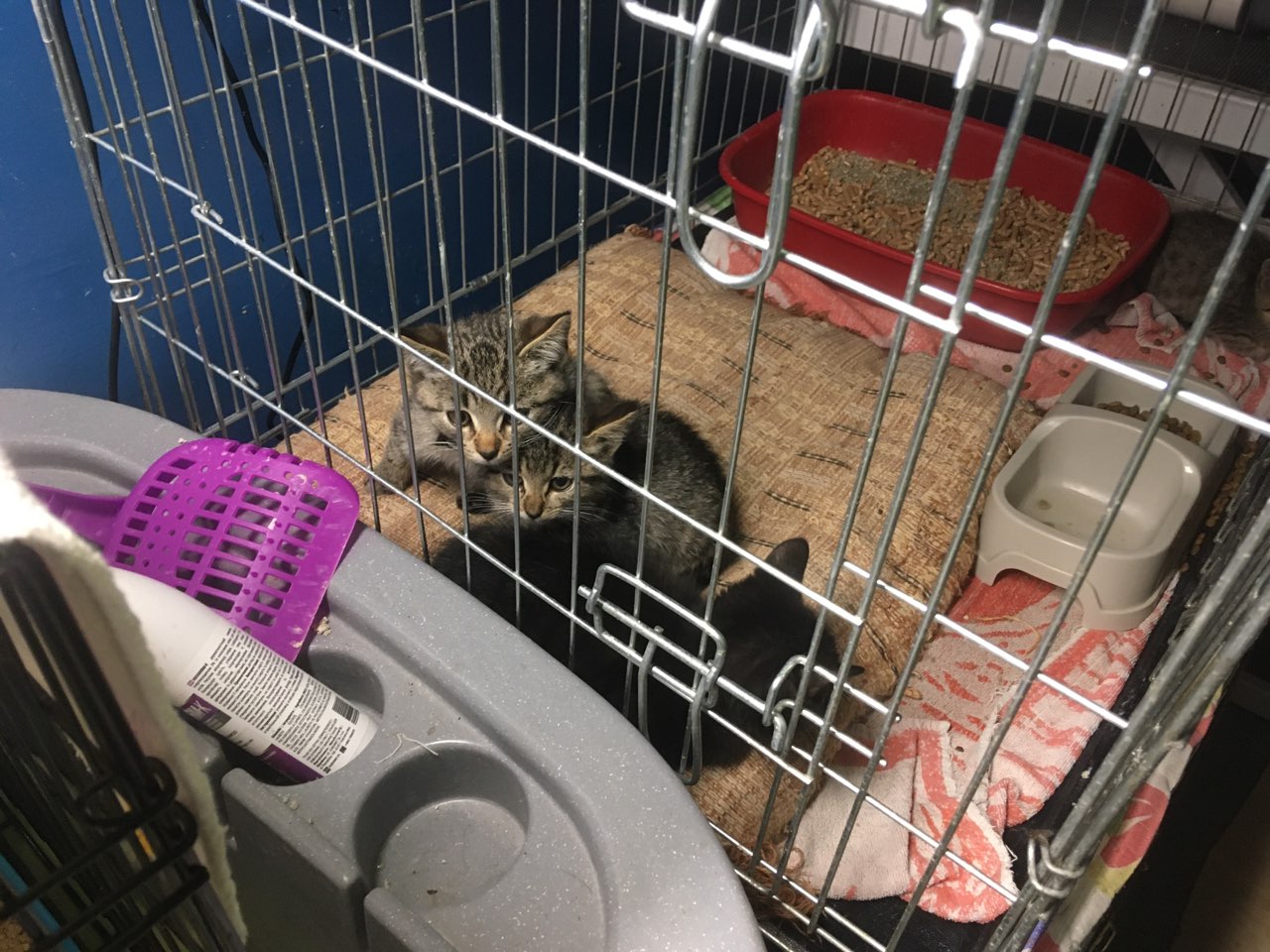 schronisko gniezno otwarta sobota - Rafał Muniak