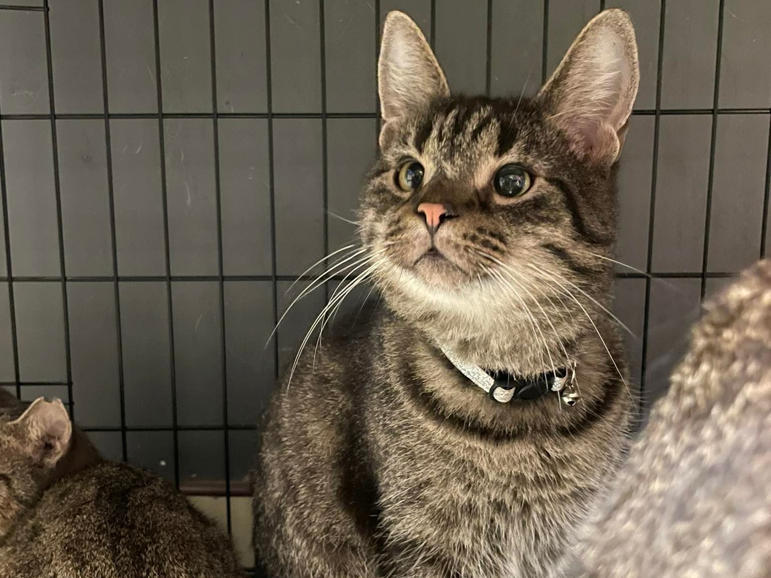 Ofiara wypadku zostawiła 12 kotów. Trwa poszukiwanie dla nich domu  - Gnieźnieński Oddział Towarzystwa Opieki nad Zwierzętami