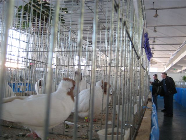 gołebie na mtp - Wojciech Chmielewski