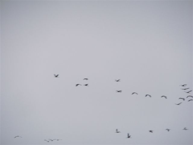 Żurawie - sejmik k. Kościana - Zdzisław Witkowski