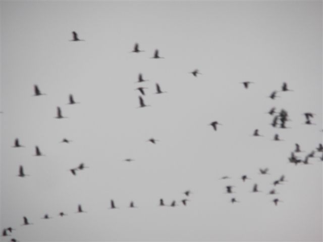 Żurawie - sejmik k. Kościana - Zdzisław Witkowski