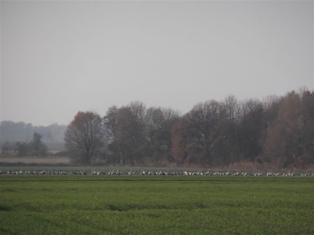 Żurawie - sejmik k. Kościana - Zdzisław Witkowski