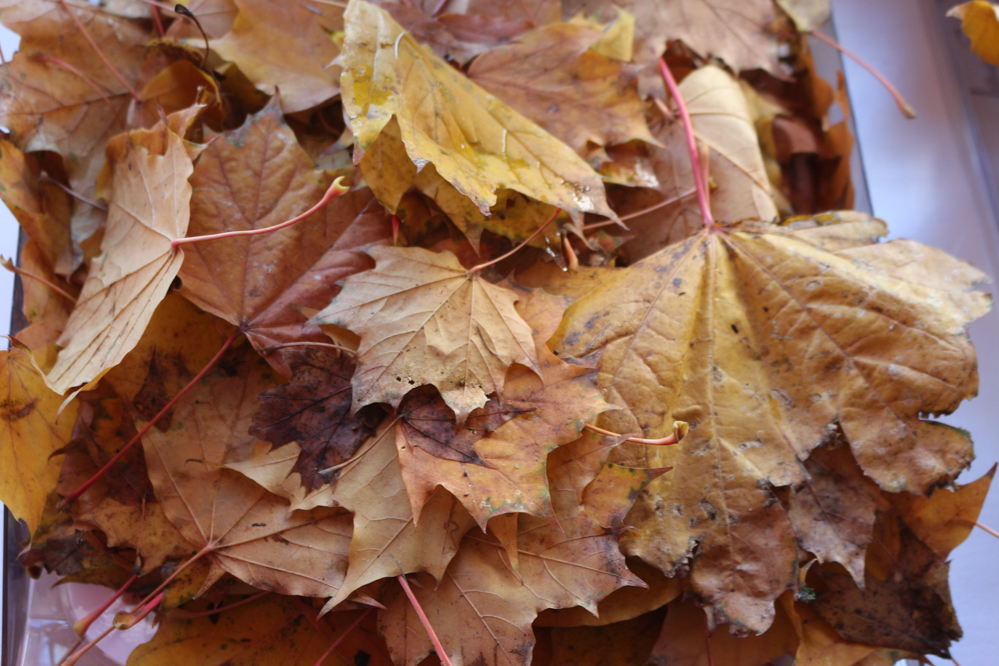 liście grabienie szkolenie z grabienia i koszenia - Leon Bielewicz  - Radio Poznań
