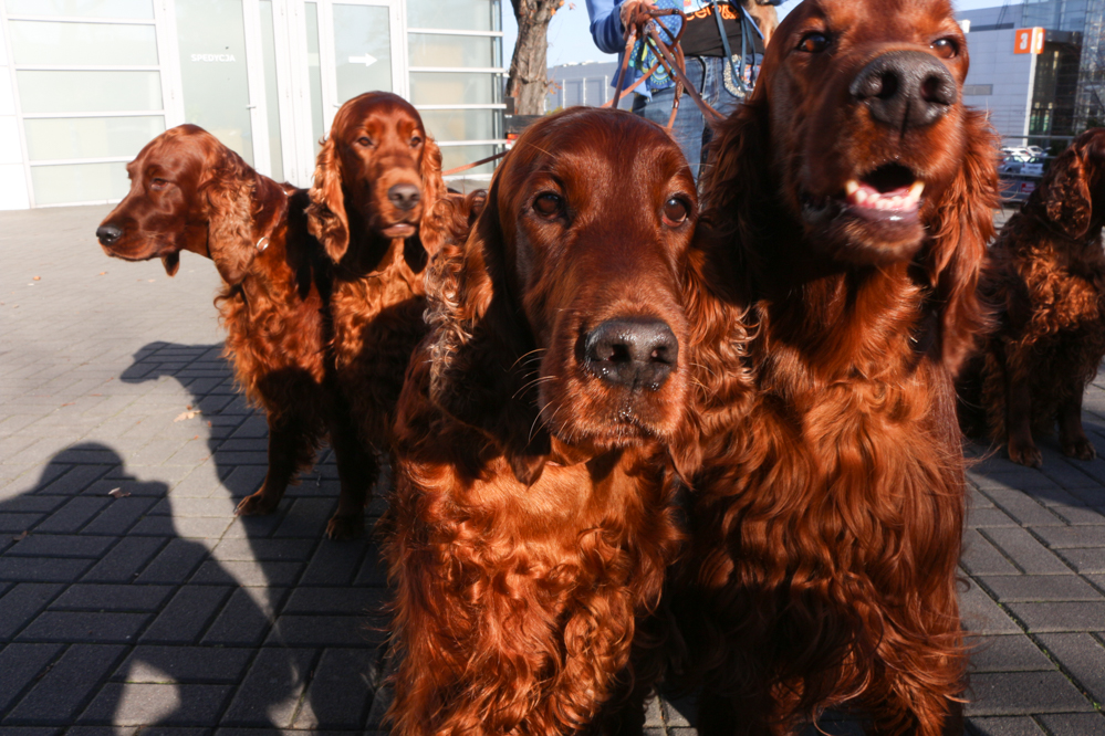 seter irlandzki wystawa psów poznań - Leon Bielewicz  - Radio Poznań
