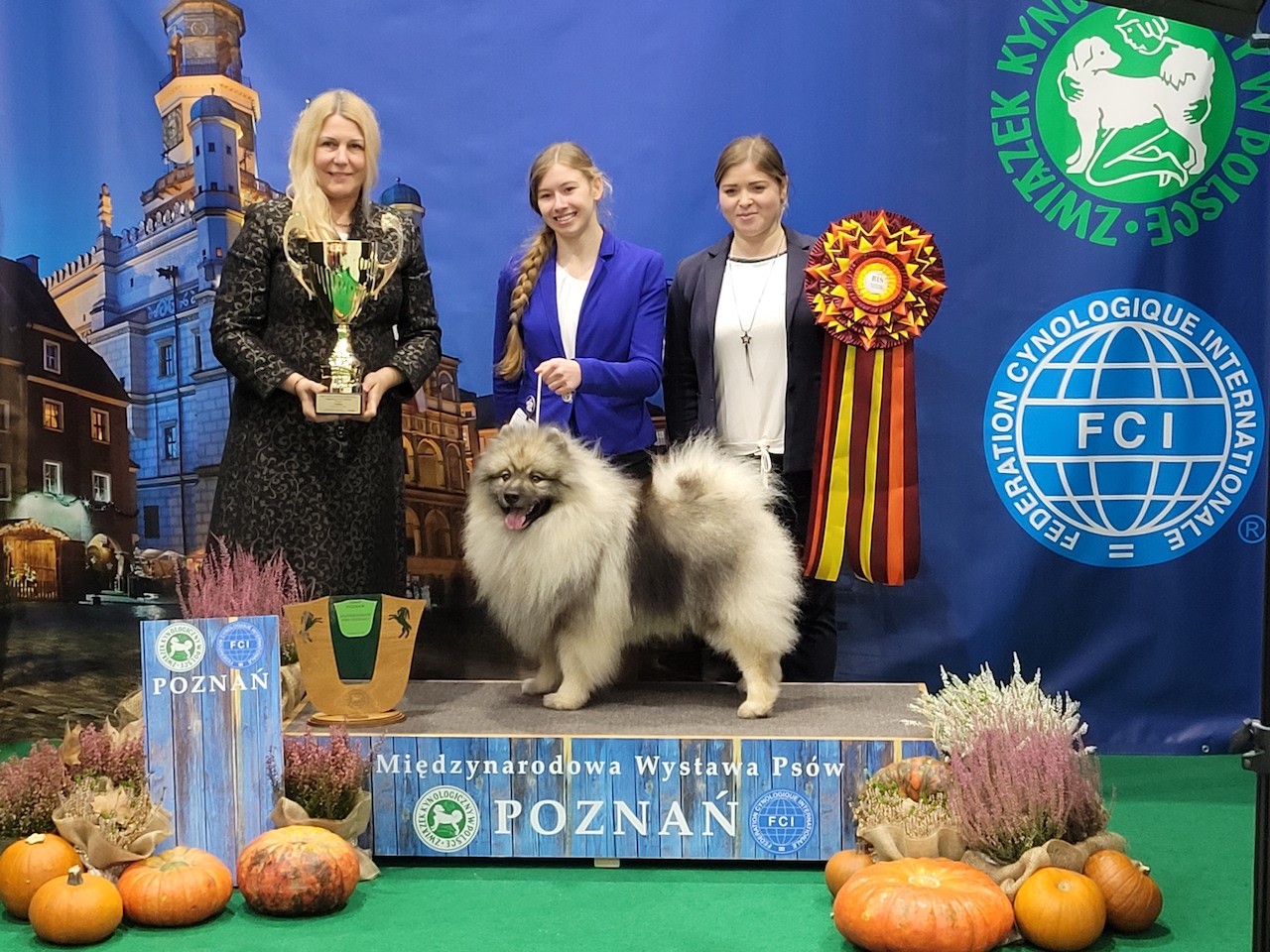 szpic wilczy międzynarodowa wystawa psów rasowych - Krzysztof Polasik - Radio Poznań