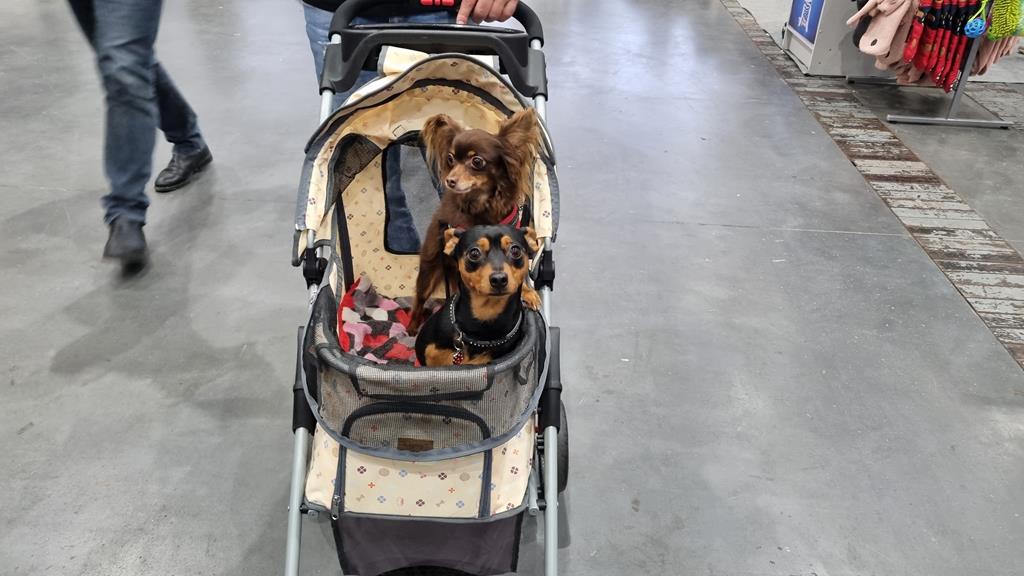 Międzynarodowa Wystawa Psów Rasowych Poznań - Magdalena Konieczna  - Radio Poznań