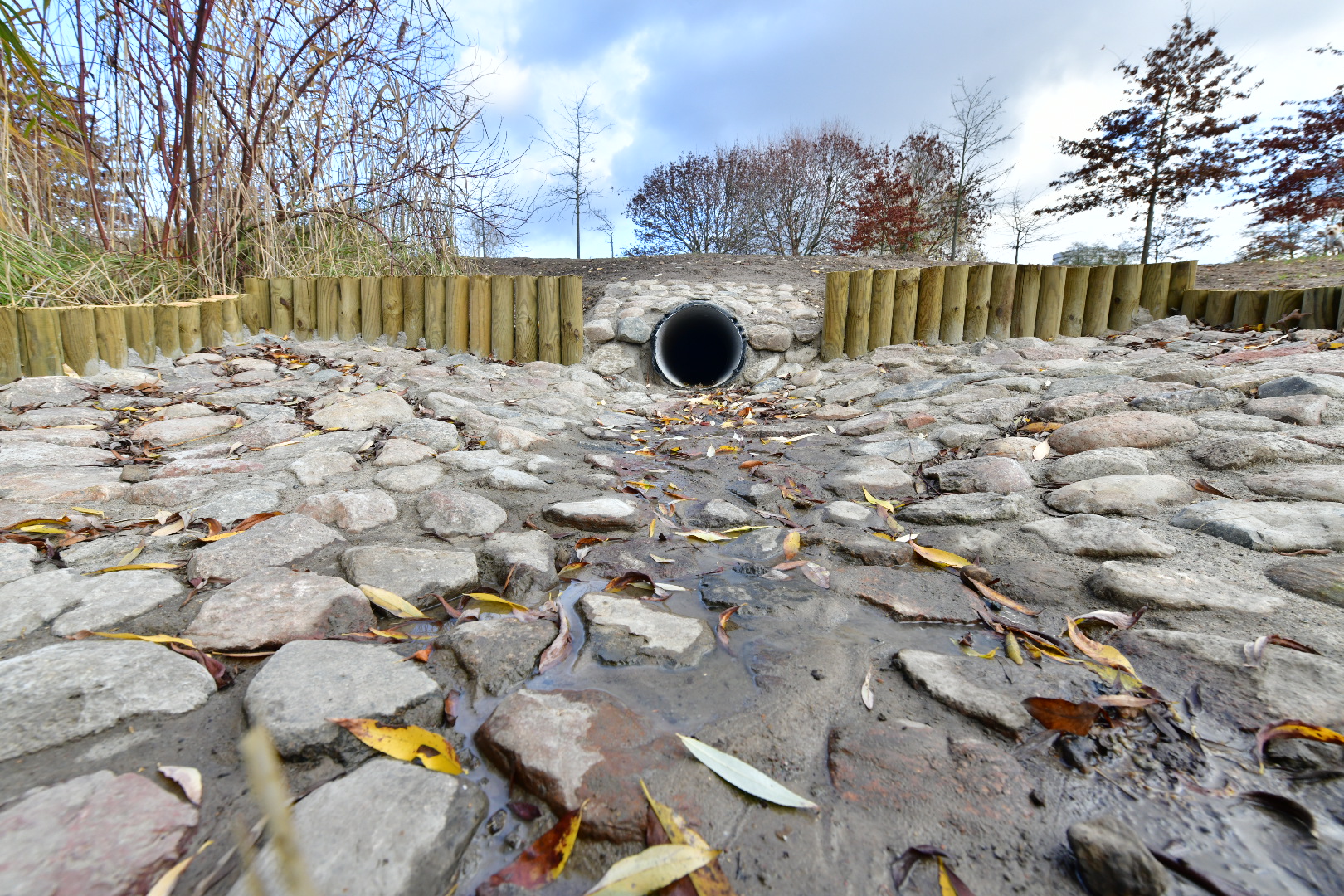 deszczówka dach szkoł poznań traszki - Wojtek Wardejn - Radio Poznań