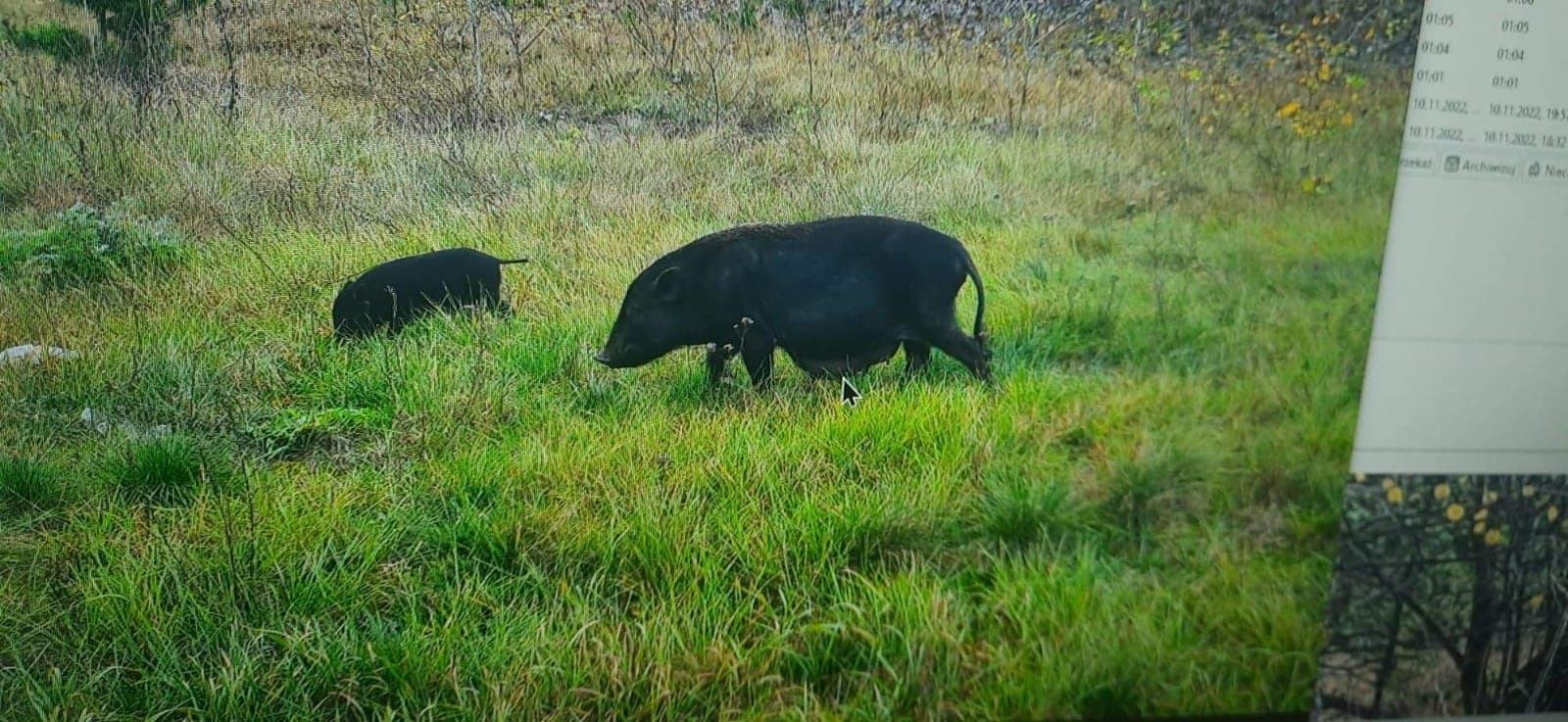 świnki piła - Straż Miejska w Pile